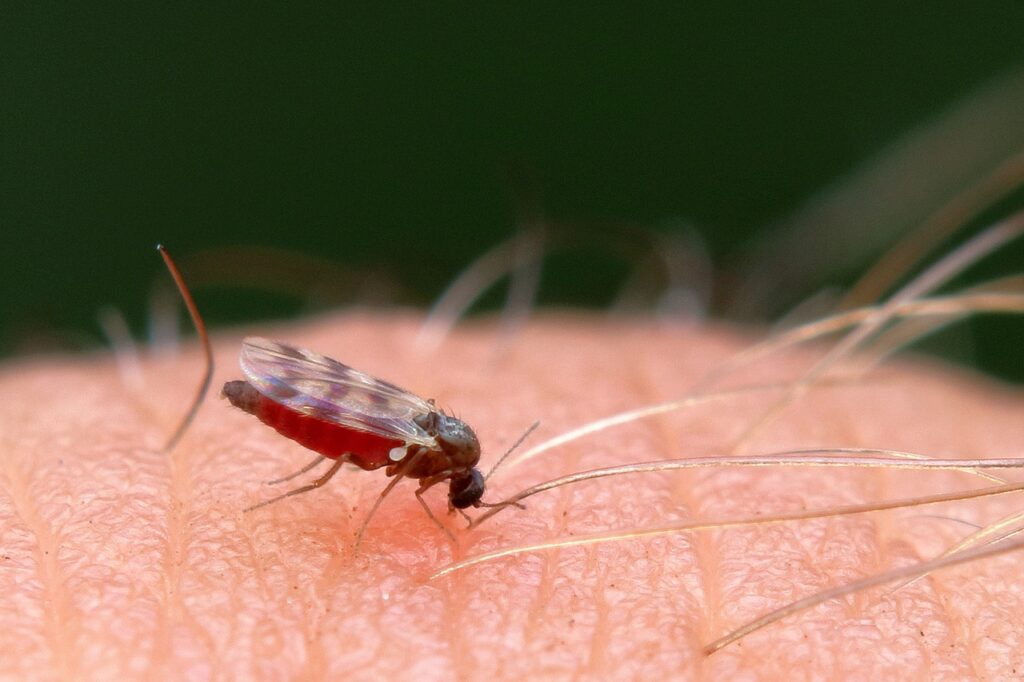 insecto transmisor de fiebre de oropouche