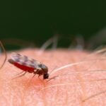 mosquito transmisor de fiebre de Oropouche